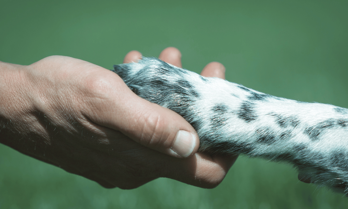 Tips for Coping With Pet Bereavement