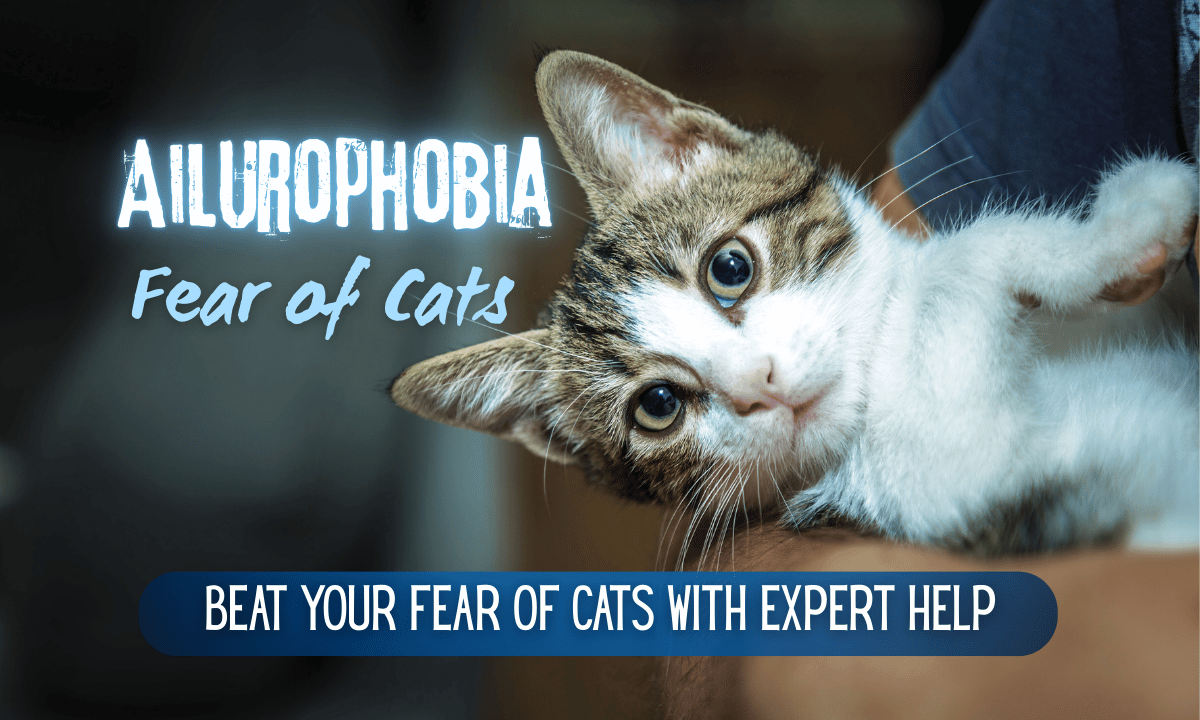 Ailurophobia, Fear of Cats