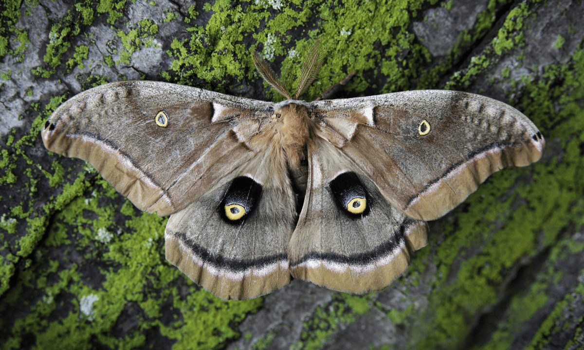 Fear of Moths | Mottephobia/Lepidopterophobia