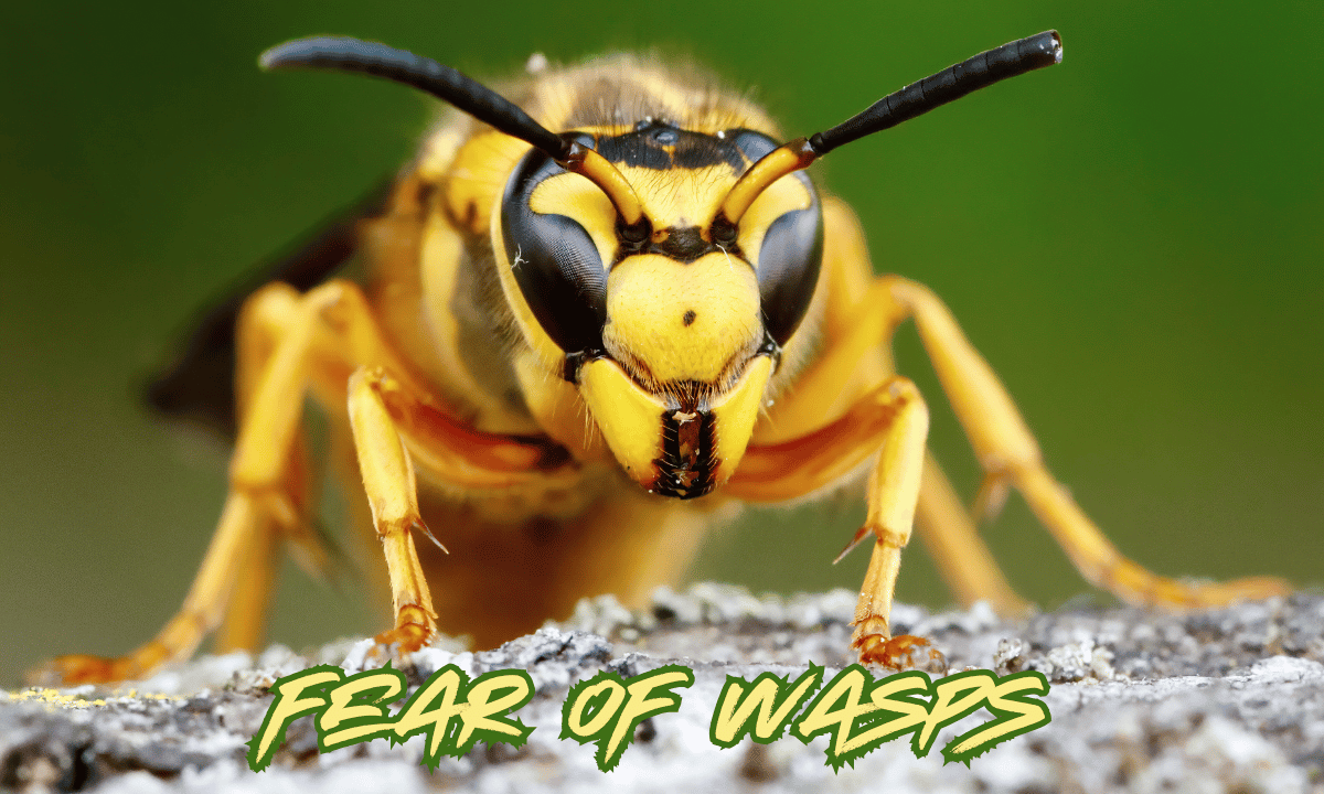 Fear of Wasps