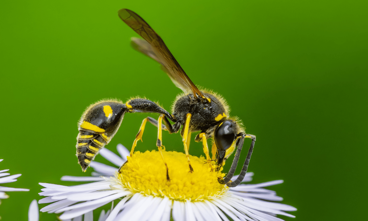 Fear of Wasps and Bees