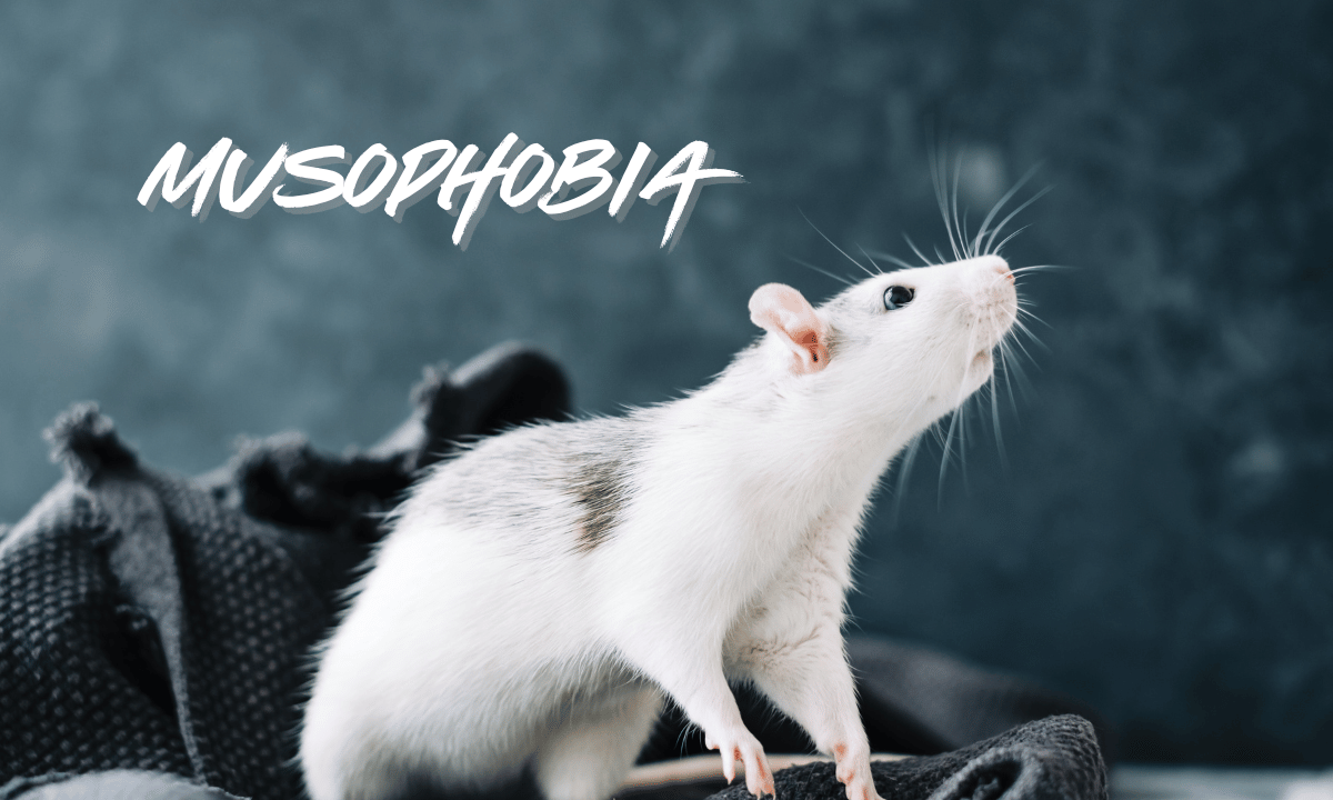 Musophobia _ Fear of Rats